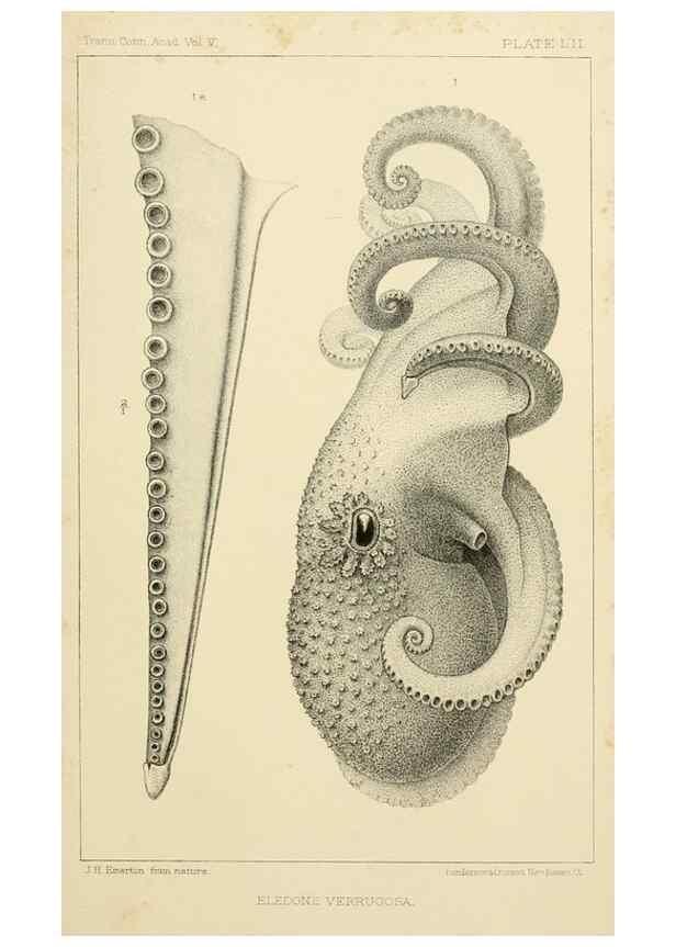 Reproducción/Reproduction 15401306938: The cephalopods of the north-eastern coast of America /. New Haven, Conn. :Connecticut Academy of Sciences,1879-1881