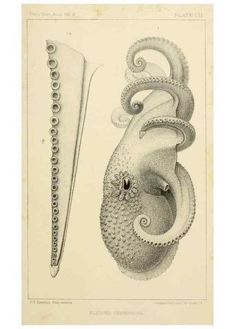 Reproducción/Reproduction 15401306938: The cephalopods of the north-eastern coast of America /. New Haven, Conn. :Connecticut Academy of Sciences,1879-1881