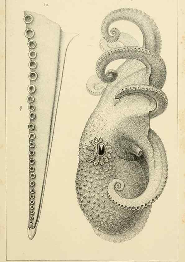 Reproducción/Reproduction 15401306938: The cephalopods of the north-eastern coast of America /. New Haven, Conn. :Connecticut Academy of Sciences,1879-1881