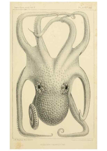 Reproducción/Reproduction 15563745966: The cephalopods of the north-eastern coast of America /. New Haven, Conn. :Connecticut Academy of Sciences,1879-1881