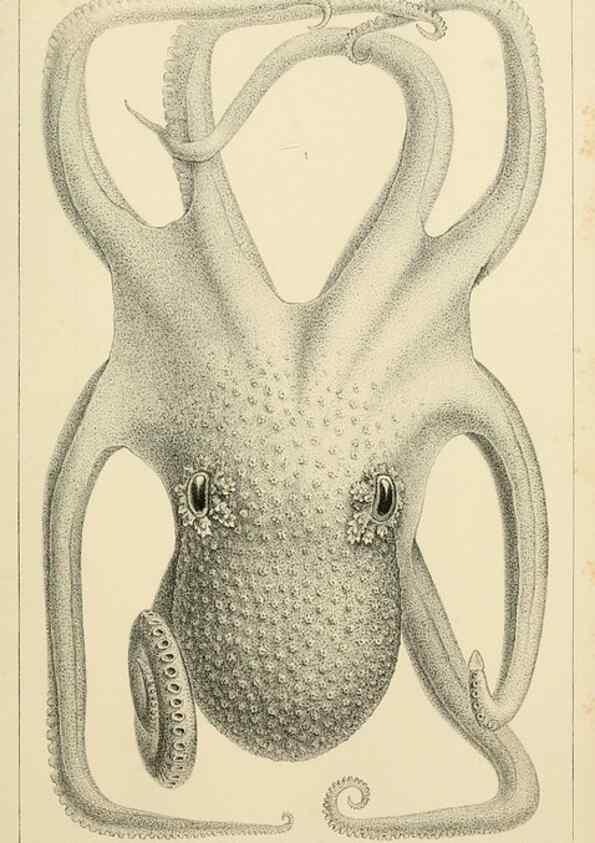 Reproducción/Reproduction 15563745966: The cephalopods of the north-eastern coast of America /. New Haven, Conn. :Connecticut Academy of Sciences,1879-1881