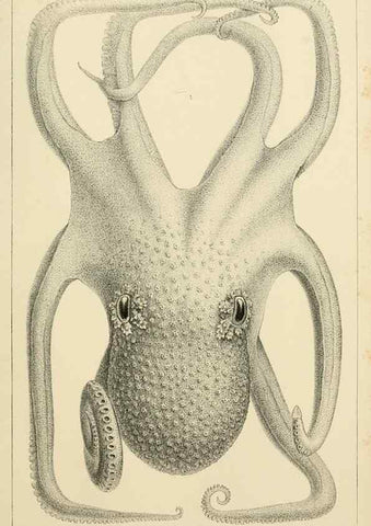 Reproducción/Reproduction 15563745966: The cephalopods of the north-eastern coast of America /. New Haven, Conn. :Connecticut Academy of Sciences,1879-1881