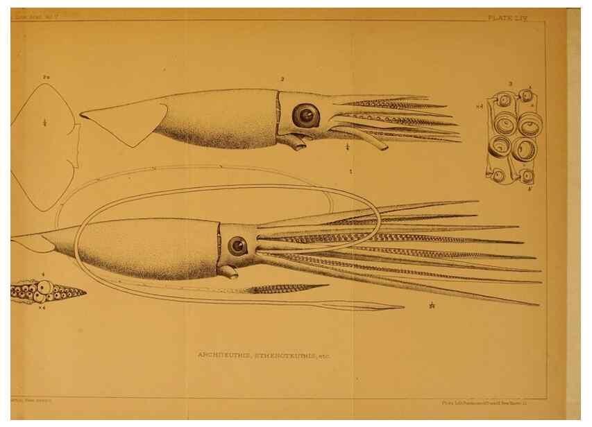 Reproducción/Reproduction 14966690204: The cephalopods of the north-eastern coast of America /. New Haven, Conn. :Connecticut Academy of Sciences,1879-1881