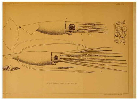 Reproducción/Reproduction 14966690204: The cephalopods of the north-eastern coast of America /. New Haven, Conn. :Connecticut Academy of Sciences,1879-1881