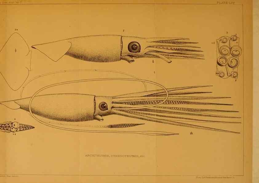 Reproducción/Reproduction 14966690204: The cephalopods of the north-eastern coast of America /. New Haven, Conn. :Connecticut Academy of Sciences,1879-1881