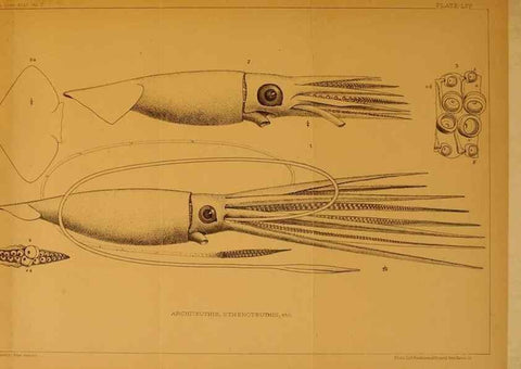 Reproducción/Reproduction 14966690204: The cephalopods of the north-eastern coast of America /. New Haven, Conn. :Connecticut Academy of Sciences,1879-1881