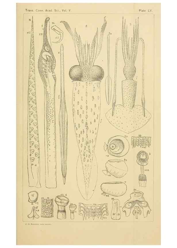 Reproducción/Reproduction 14967279553: The cephalopods of the north-eastern coast of America /. New Haven, Conn. :Connecticut Academy of Sciences,1879-1881