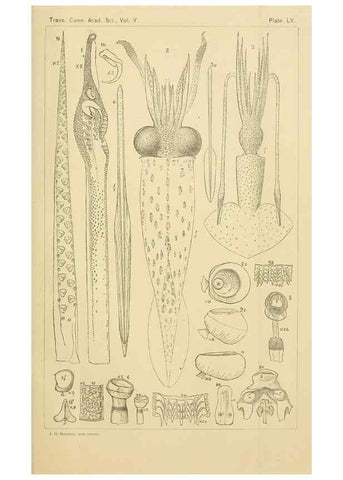Reproducción/Reproduction 14967279553: The cephalopods of the north-eastern coast of America /. New Haven, Conn. :Connecticut Academy of Sciences,1879-1881