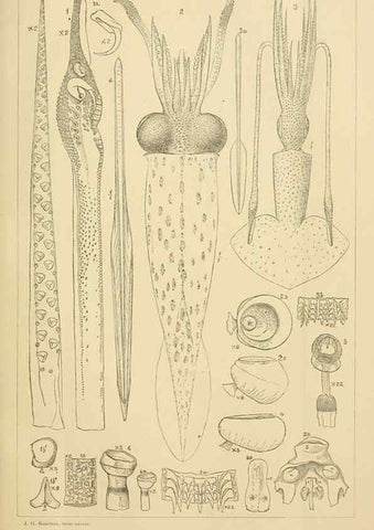 Reproducción/Reproduction 14967279553: The cephalopods of the north-eastern coast of America /. New Haven, Conn. :Connecticut Academy of Sciences,1879-1881