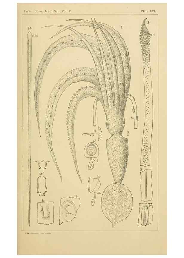 Reproducción/Reproduction 15400818029: The cephalopods of the north-eastern coast of America /. New Haven, Conn. :Connecticut Academy of Sciences,1879-1881