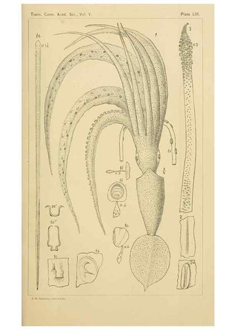 Reproducción/Reproduction 15400818029: The cephalopods of the north-eastern coast of America /. New Haven, Conn. :Connecticut Academy of Sciences,1879-1881