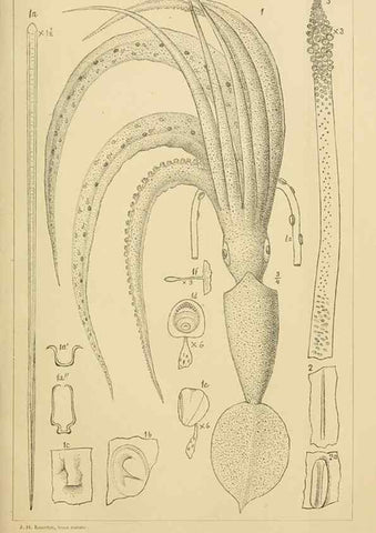Reproducción/Reproduction 15400818029: The cephalopods of the north-eastern coast of America /. New Haven, Conn. :Connecticut Academy of Sciences,1879-1881