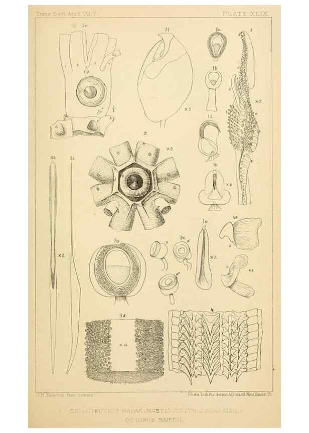 Reproducción/Reproduction 14967267343: The cephalopods of the north-eastern coast of America /. New Haven, Conn. :Connecticut Academy of Sciences,1879-1881
