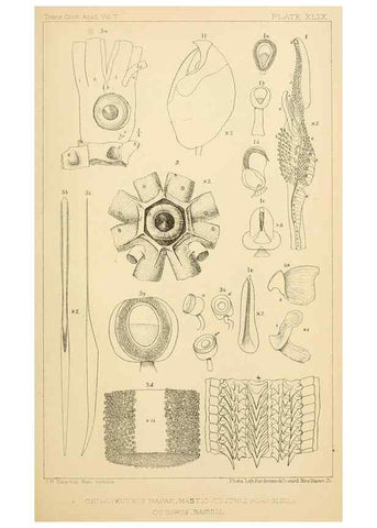 Reproducción/Reproduction 14967267343: The cephalopods of the north-eastern coast of America /. New Haven, Conn. :Connecticut Academy of Sciences,1879-1881