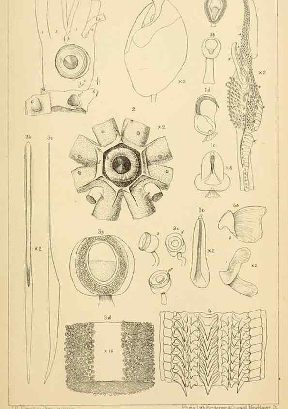 Reproducción/Reproduction 14967267343: The cephalopods of the north-eastern coast of America /. New Haven, Conn. :Connecticut Academy of Sciences,1879-1881
