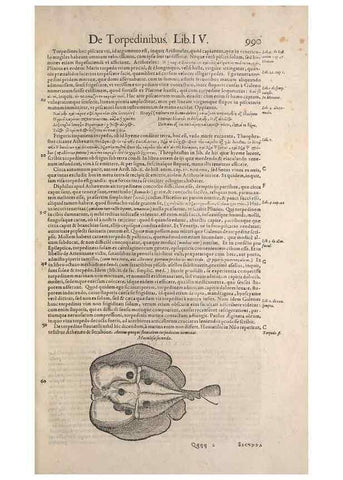 Reproducción/Reproduction 15545716466: Conradi Gesneri medici Tigurini Historiae animalium liber IV :. Francofurti :In Bibliopolio Andreae Cambieri,anno MDCIIII [1604]