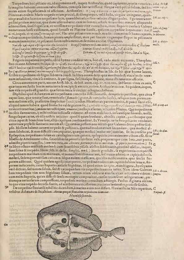 Reproducción/Reproduction 15545716466: Conradi Gesneri medici Tigurini Historiae animalium liber IV :. Francofurti :In Bibliopolio Andreae Cambieri,anno MDCIIII [1604]
