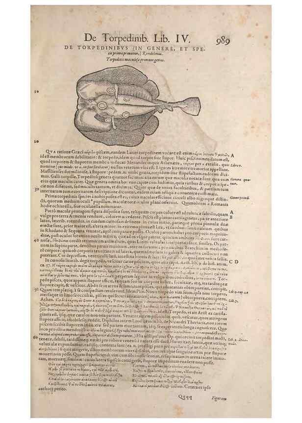Reproducción/Reproduction 15570257302: Conradi Gesneri medici Tigurini Historiae animalium liber IV :. Francofurti :In Bibliopolio Andreae Cambieri,anno MDCIIII [1604]