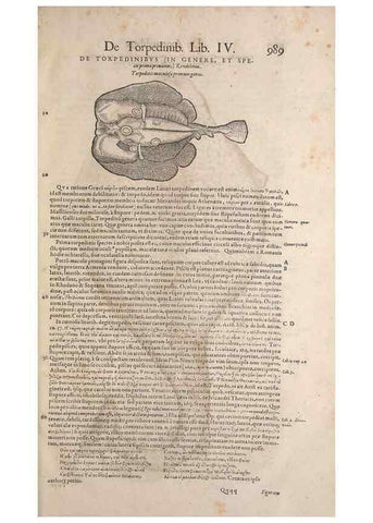 Reproducción/Reproduction 15570257302: Conradi Gesneri medici Tigurini Historiae animalium liber IV :. Francofurti :In Bibliopolio Andreae Cambieri,anno MDCIIII [1604]