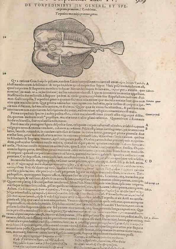 Reproducción/Reproduction 15570257302: Conradi Gesneri medici Tigurini Historiae animalium liber IV :. Francofurti :In Bibliopolio Andreae Cambieri,anno MDCIIII [1604]