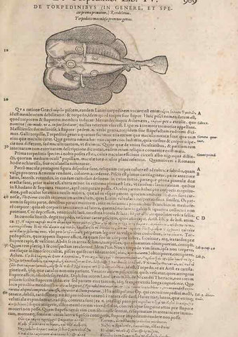 Reproducción/Reproduction 15570257302: Conradi Gesneri medici Tigurini Historiae animalium liber IV :. Francofurti :In Bibliopolio Andreae Cambieri,anno MDCIIII [1604]