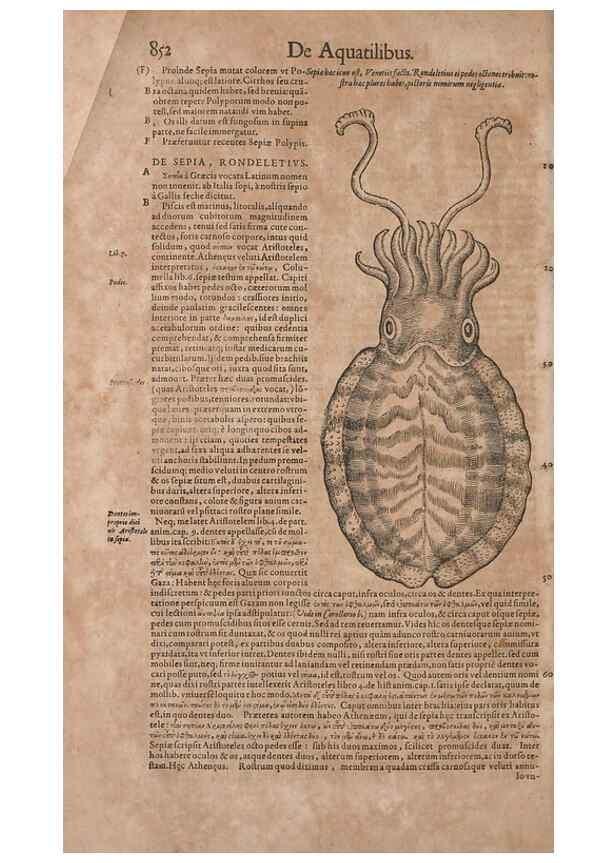 Reproducción/Reproduction 15383653850: Conradi Gesneri medici Tigurini Historiae animalium liber IV :. Francofurti :In Bibliopolio Andreae Cambieri,anno MDCIIII [1604]