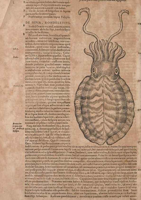 Reproducción/Reproduction 15383653850: Conradi Gesneri medici Tigurini Historiae animalium liber IV :. Francofurti :In Bibliopolio Andreae Cambieri,anno MDCIIII [1604]