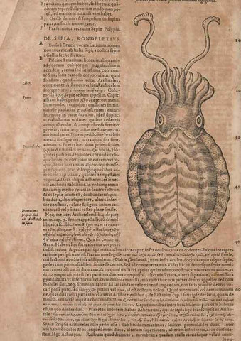 Reproducción/Reproduction 15383653850: Conradi Gesneri medici Tigurini Historiae animalium liber IV :. Francofurti :In Bibliopolio Andreae Cambieri,anno MDCIIII [1604]