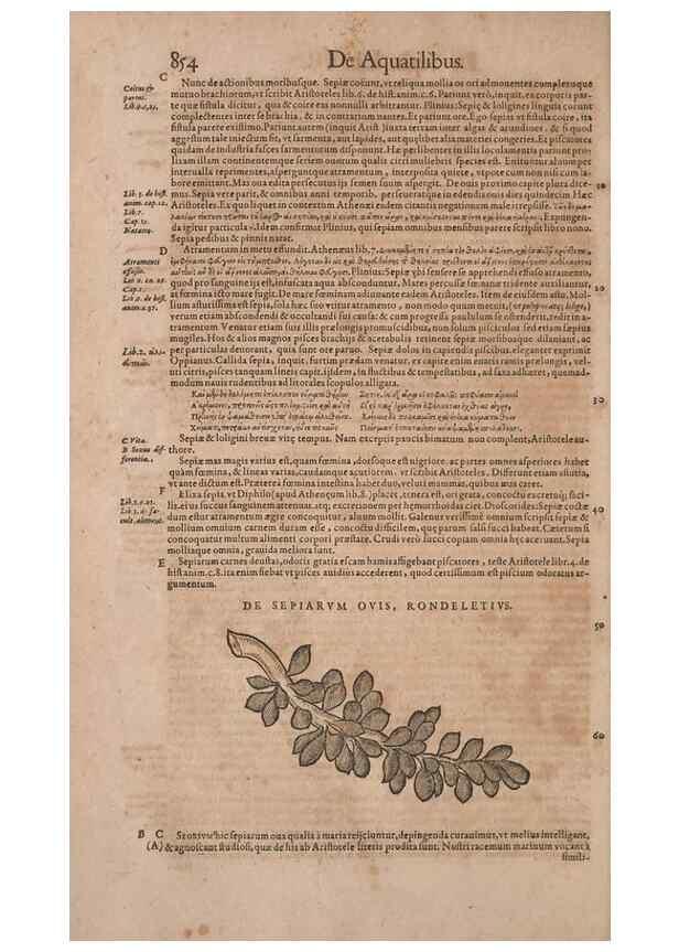 Reproducción/Reproduction 15383135728: Conradi Gesneri medici Tigurini Historiae animalium liber IV :. Francofurti :In Bibliopolio Andreae Cambieri,anno MDCIIII [1604]