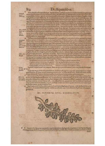 Reproducción/Reproduction 15383135728: Conradi Gesneri medici Tigurini Historiae animalium liber IV :. Francofurti :In Bibliopolio Andreae Cambieri,anno MDCIIII [1604]