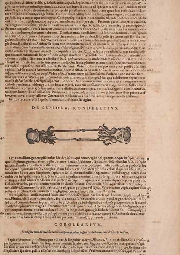 Reproducción/Reproduction 15382657179: Conradi Gesneri medici Tigurini Historiae animalium liber IV :. Francofurti :In Bibliopolio Andreae Cambieri,anno MDCIIII [1604]