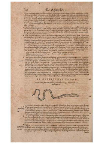 Reproducción/Reproduction 15569296545: Conradi Gesneri medici Tigurini Historiae animalium liber IV :. Francofurti :In Bibliopolio Andreae Cambieri,anno MDCIIII [1604]