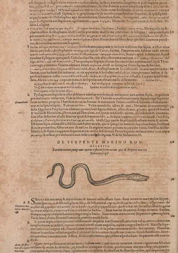 Reproducción/Reproduction 15569296545: Conradi Gesneri medici Tigurini Historiae animalium liber IV :. Francofurti :In Bibliopolio Andreae Cambieri,anno MDCIIII [1604]