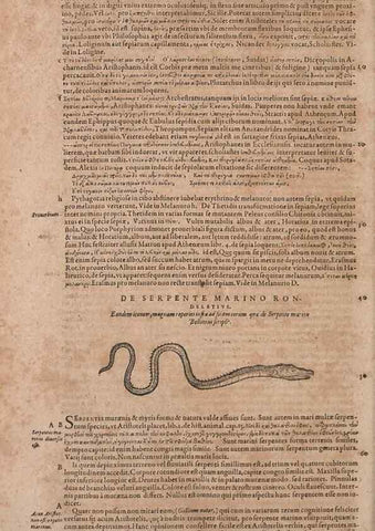 Reproducción/Reproduction 15569296545: Conradi Gesneri medici Tigurini Historiae animalium liber IV :. Francofurti :In Bibliopolio Andreae Cambieri,anno MDCIIII [1604]