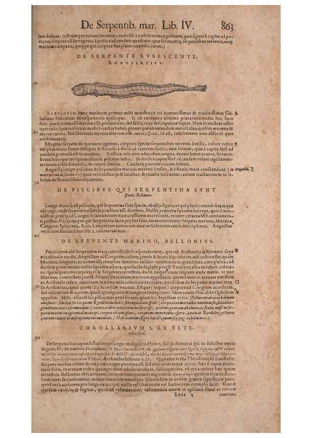 Reproducción/Reproduction 15570135962: Conradi Gesneri medici Tigurini Historiae animalium liber IV :. Francofurti :In Bibliopolio Andreae Cambieri,anno MDCIIII [1604]