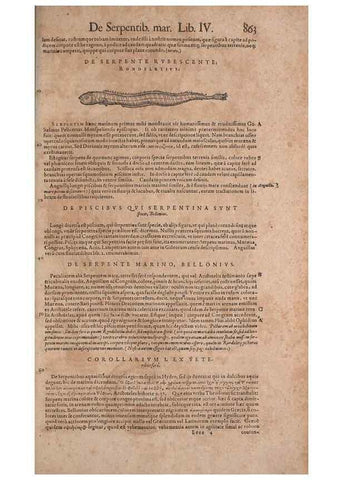 Reproducción/Reproduction 15570135962: Conradi Gesneri medici Tigurini Historiae animalium liber IV :. Francofurti :In Bibliopolio Andreae Cambieri,anno MDCIIII [1604]