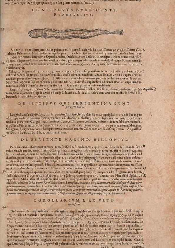 Reproducción/Reproduction 15570135962: Conradi Gesneri medici Tigurini Historiae animalium liber IV :. Francofurti :In Bibliopolio Andreae Cambieri,anno MDCIIII [1604]