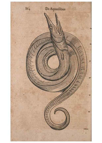 Reproducción/Reproduction 15382664139: Conradi Gesneri medici Tigurini Historiae animalium liber IV :. Francofurti :In Bibliopolio Andreae Cambieri,anno MDCIIII [1604]