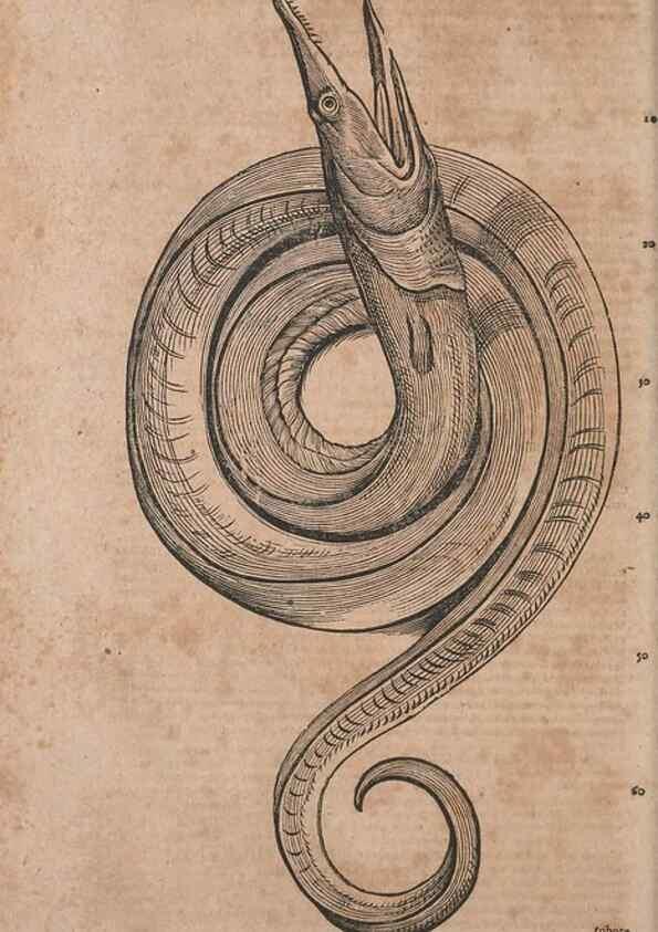 Reproducción/Reproduction 15382664139: Conradi Gesneri medici Tigurini Historiae animalium liber IV :. Francofurti :In Bibliopolio Andreae Cambieri,anno MDCIIII [1604]