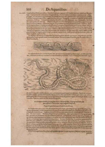 Reproducción/Reproduction 15545596106: Conradi Gesneri medici Tigurini Historiae animalium liber IV :. Francofurti :In Bibliopolio Andreae Cambieri,anno MDCIIII [1604]