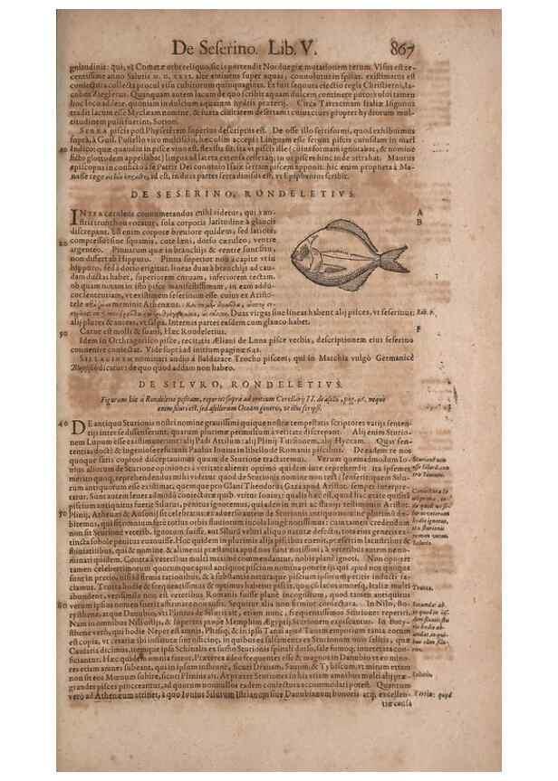 Reproducción/Reproduction 15383669460: Conradi Gesneri medici Tigurini Historiae animalium liber IV :. Francofurti :In Bibliopolio Andreae Cambieri,anno MDCIIII [1604]