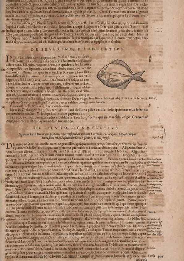 Reproducción/Reproduction 15383669460: Conradi Gesneri medici Tigurini Historiae animalium liber IV :. Francofurti :In Bibliopolio Andreae Cambieri,anno MDCIIII [1604]
