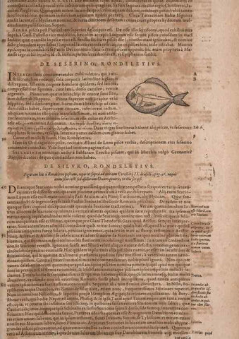 Reproducción/Reproduction 15383669460: Conradi Gesneri medici Tigurini Historiae animalium liber IV :. Francofurti :In Bibliopolio Andreae Cambieri,anno MDCIIII [1604]