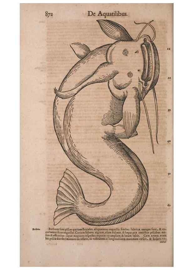 Reproducción/Reproduction 15566635381: Conradi Gesneri medici Tigurini Historiae animalium liber IV :. Francofurti :In Bibliopolio Andreae Cambieri,anno MDCIIII [1604]