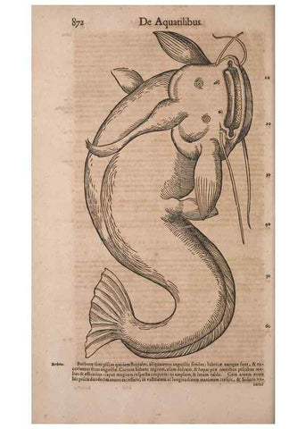 Reproducción/Reproduction 15566635381: Conradi Gesneri medici Tigurini Historiae animalium liber IV :. Francofurti :In Bibliopolio Andreae Cambieri,anno MDCIIII [1604]