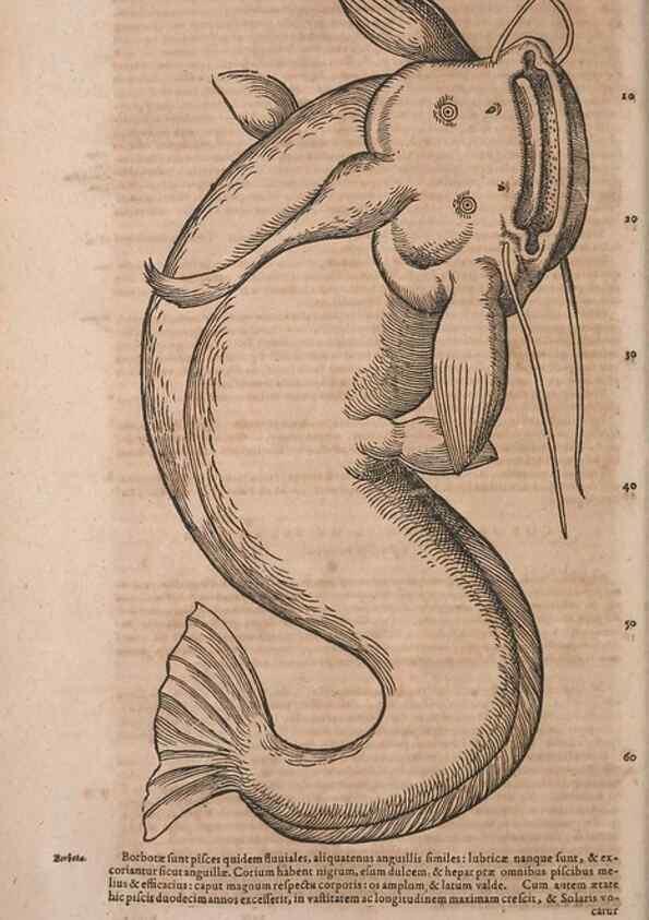 Reproducción/Reproduction 15566635381: Conradi Gesneri medici Tigurini Historiae animalium liber IV :. Francofurti :In Bibliopolio Andreae Cambieri,anno MDCIIII [1604]