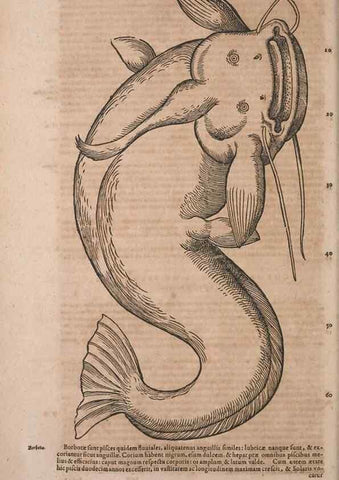 Reproducción/Reproduction 15566635381: Conradi Gesneri medici Tigurini Historiae animalium liber IV :. Francofurti :In Bibliopolio Andreae Cambieri,anno MDCIIII [1604]