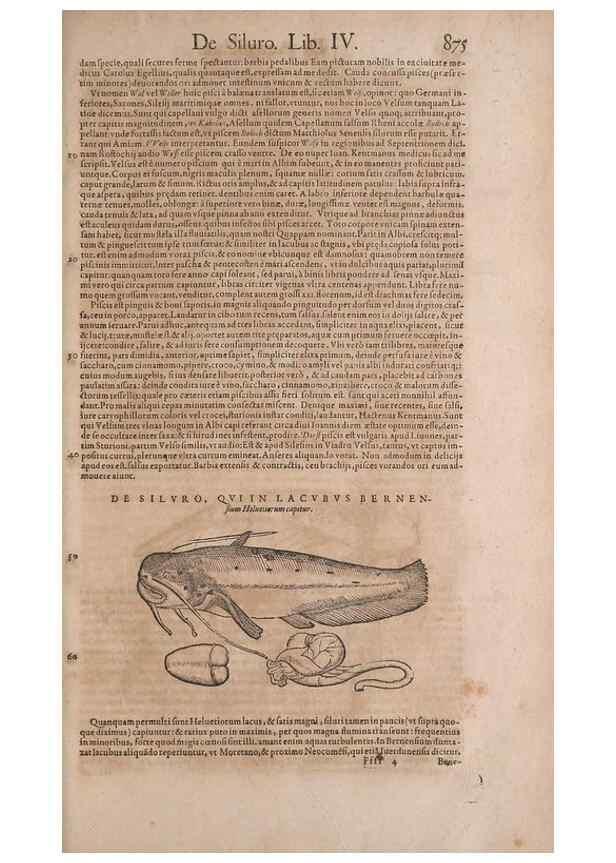 Reproducción/Reproduction 14949129773: Conradi Gesneri medici Tigurini Historiae animalium liber IV :. Francofurti :In Bibliopolio Andreae Cambieri,anno MDCIIII [1604]