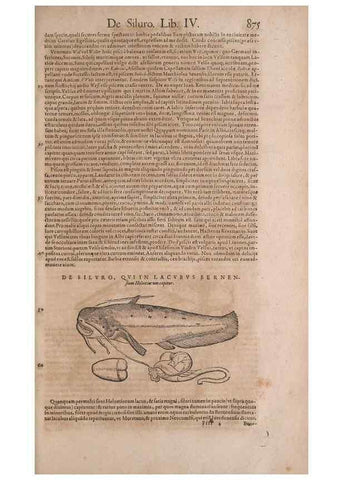 Reproducción/Reproduction 14949129773: Conradi Gesneri medici Tigurini Historiae animalium liber IV :. Francofurti :In Bibliopolio Andreae Cambieri,anno MDCIIII [1604]