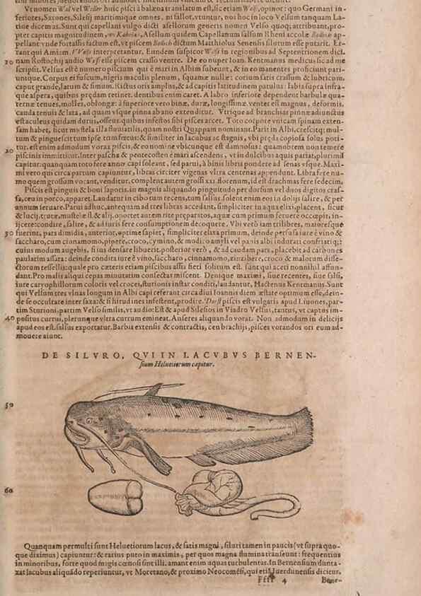 Reproducción/Reproduction 14949129773: Conradi Gesneri medici Tigurini Historiae animalium liber IV :. Francofurti :In Bibliopolio Andreae Cambieri,anno MDCIIII [1604]